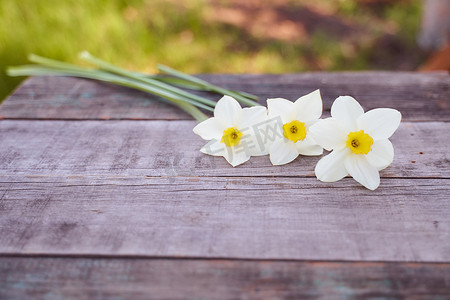 美丽的白色水仙花躺在一张木桌上。