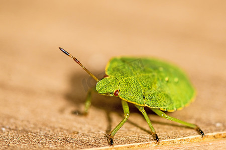 若虫摄影照片_绿盾虫，若虫