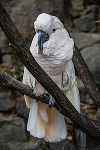 凤头鹦鹉摄影照片_凤头鹦鹉坐在树上