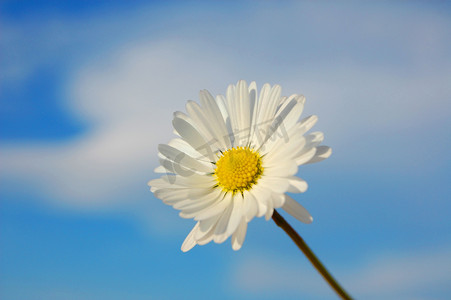 太阳蓝色天空摄影照片_春天蓝色天空下的雏菊