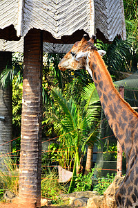 泰国曼谷考丁公园杜斯特动物园的长颈鹿