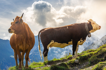 奥地利因斯布鲁克附近蒂罗尔山上的两头棕色高山奶牛