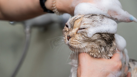 女人在美容院给一只虎斑灰猫洗头。