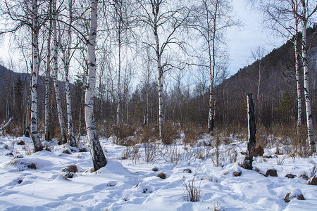 新濠天地摄影照片_冬天地面上有雪的森林中的树木