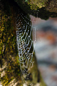 树上的蜘蛛网摄影照片_树上有雨滴的蜘蛛网。