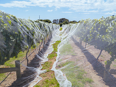 澳大利亚莫宁顿半岛的葡萄园