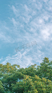 横幅植物摄影照片_自然框架落叶树顶冠植物生长绿叶叶子蓝天云太阳背景