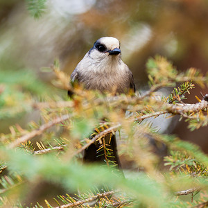 Grey Jay Perisoreus canadensis 观看栖息