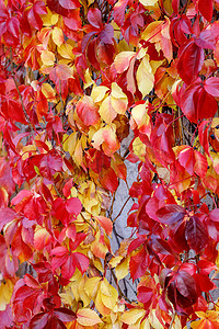 红黄色图摄影照片_秋季攀缘植物的红黄色叶子。