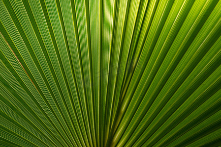 光影的发挥，绿色棕榈叶附近直线的质感