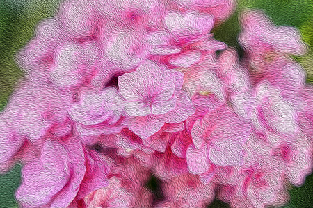 抽象油画颜料粉红色八仙花属花。
