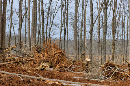 砍伐树木摄影照片_在森林砍伐场清理种植园后，准备土地砍伐森林，用成堆的砍伐木材建造新的住宅开发建筑