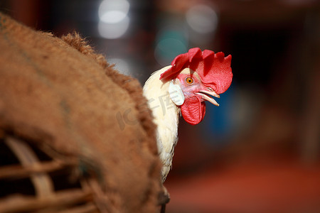 白公鸡摄影照片_印度当地市场笼中的白公鸡