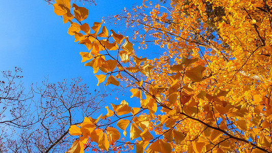秋天，树枝上和地上的常春藤上美丽的黄叶，滑块拍摄