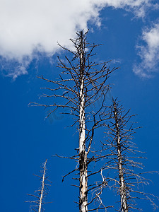 银蓝摄影照片_Harz Silberwald（银森林）的枯树。