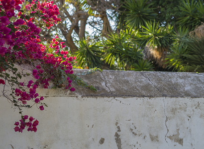 白色石膏裂墙，紫色粉红色热带花卉和绿色棕榈树天然花卉背景，带复制空间