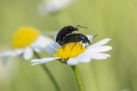 五子雀 (Podonta nigrita)