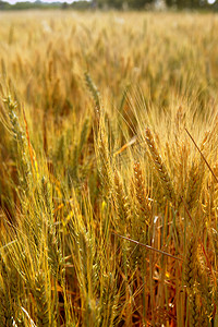 金色的小麦麦片黄色田野