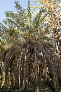 大枣泡水摄影照片_农场种植园大枣棕榈树的特写视图