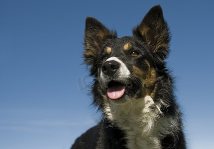 边境摄影照片_边境牧羊犬