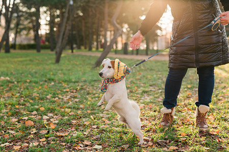 滑稽的摄影照片_特写宠物主人在户外街道上穿着滑稽的衣服遛狗杰克罗素梗犬。