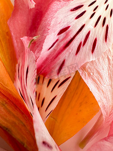 带条纹的粉红色花瓣背景，橙色 - Alstroemeria