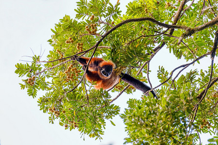 红领狐猴，Varecia rubra，马达加斯加野生动物