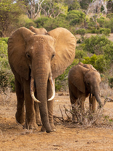 与年轻的非洲丛林大象