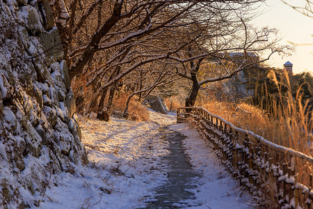 石墙和光秃秃的树木覆盖着积雪的小路上的金色清晨光