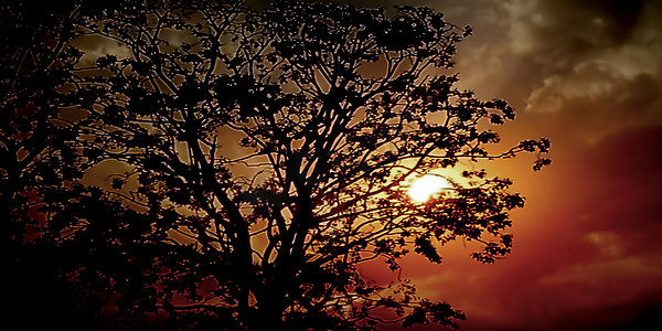 日出时间用山脉、云彩和幻想色彩拍摄，在有很多树木的森林中拍摄。