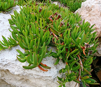 植物地毯，生长在岩石上的 Carpobrotus Edulis