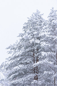 森林覆盖着大雪和恶劣天气的天空