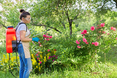 后院花园中带压力喷雾器背包保护植物玫瑰的妇女
