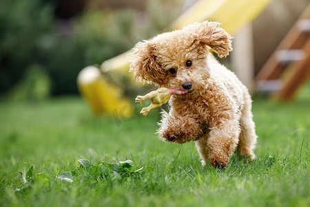 一只玩具贵宾犬咬住并抓起一个软橡胶玩具，在公园里奔跑。