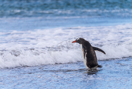 福克兰群岛上的一只巴布亚企鹅在海浪中行走