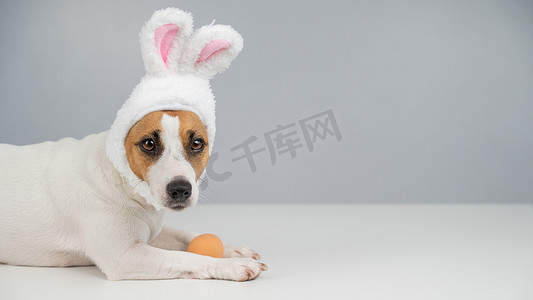 兔子耳朵里的杰克罗素梗犬躺在一个鸡蛋里。