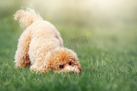 阳光明媚的日子里，一只可爱的小贵宾犬在草坪上玩耍，小狗在草丛里发现了什么东西，好奇地嗅了嗅。