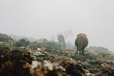 两匹马在被雾气包围的山间草地上吃草的风景照