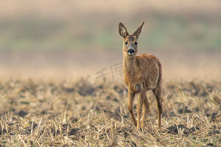 秋天，一只年轻的獐鹿站在收获的田野上