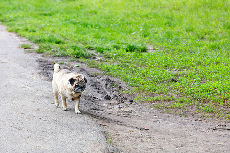 帕格小狗悲伤地沿着乡间小路的边缘奔跑。
