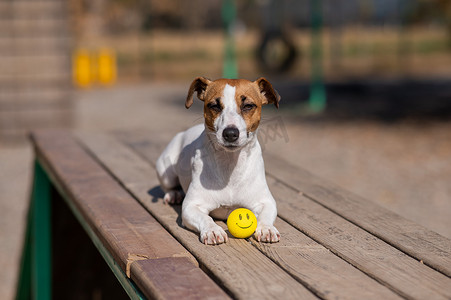 狗杰克罗素梗犬躺在木凳上，脸上有一个黄色的球。