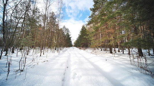 晴朗天气的冬天森林。