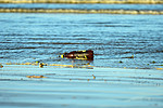 新西兰奥克兰 — 2020 年 1 月。海洋污染，塑料瓶被冲上海滩。