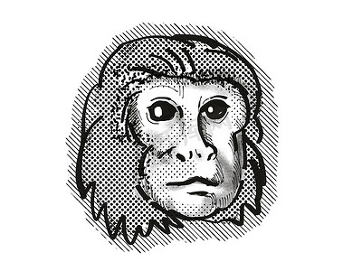 金狮面狨猴卡通复古画