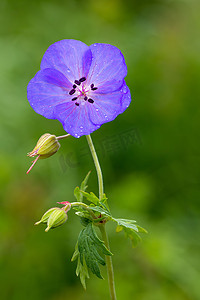 草甸天竺葵的精美蓝色花