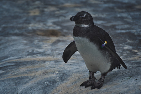 德国动物园冰蓝色水前的小企鹅