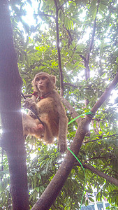 后代摄影照片_棕色的猴子在树上