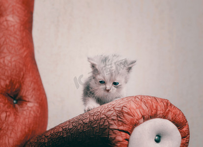 红色沙发栏杆上悲伤孤独的蓝眼睛小猫