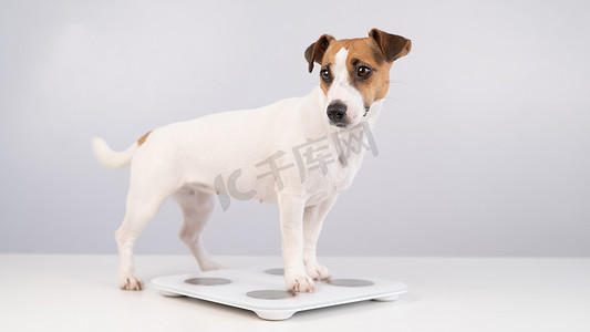 狗杰克罗素梗犬站在白色背景的鳞片上。