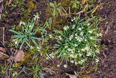 春天草地上的雪花莲顶视图